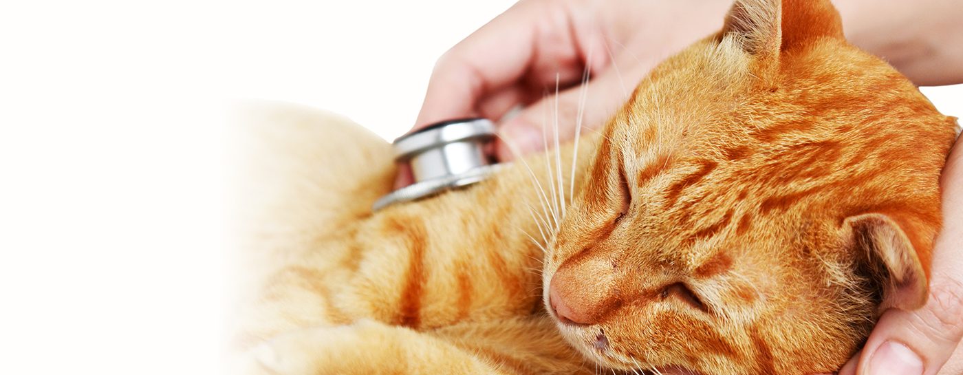 Cat Friendly Clinic - Cat Friendly Clinic