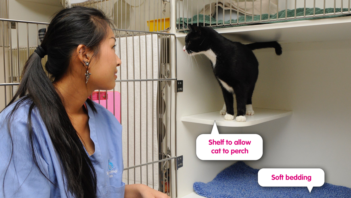 Hospitalisation facilities - Cat Friendly Clinic